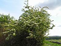 Aubepine, fleurs (Jarnioux (69)) (Photo F. Mrugala) (4)